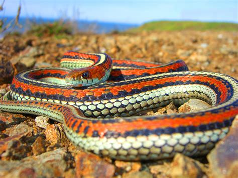 San Francisco Garter Snake San Francisco Nature