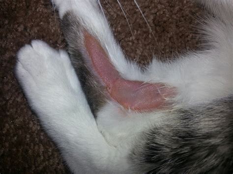 39 Top Photos Cat Bald Spots On Head Sudden Bald And Scabbing Spots On My Cat— What Should I