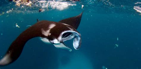 Mmf Study Researching Microplastics In Manta Ray Feeding Grounds