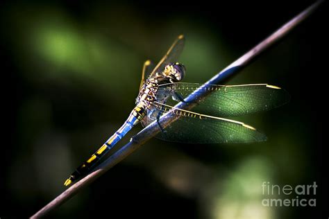 Resting Dragonfly Photograph By Jorgo Photography