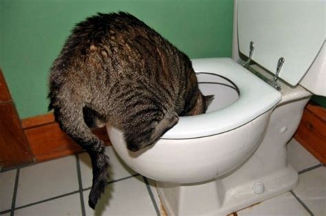 Cats need a healthy amount of water to survive and to maintain their health. Help! Why Does my Cat Drink from the Toilet?