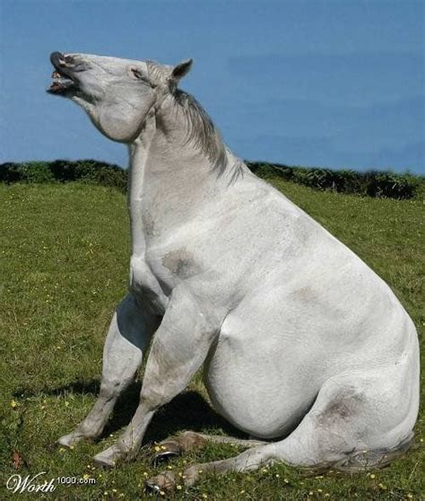 20 Obese Animals Funny Fat Animals Funny Horses Animals And Pets