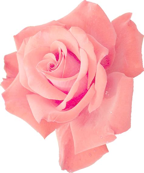 Rose Flower Vector Png Transparent Image Pngpix Images And Photos Finder