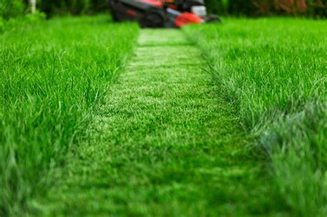 How Often Should You Cut Your Grass During The Summer Months