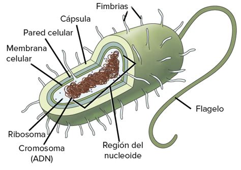 Características De La Célula Procariota