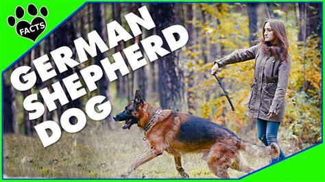 Due to its intelligence, strength and abilities in obedience training, the german shepherd dog, who has its roots (unsurprisingly) from germany, is. German Shepherd Dogs 101 - Top 10 Facts About the GSD ...