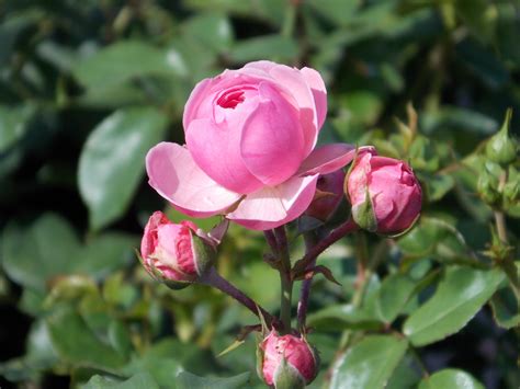 Pomponella — сорт розы класса флорибунда немецкой селекции. Pomponella Fairy Tale Rose features showy fragrant pink ...