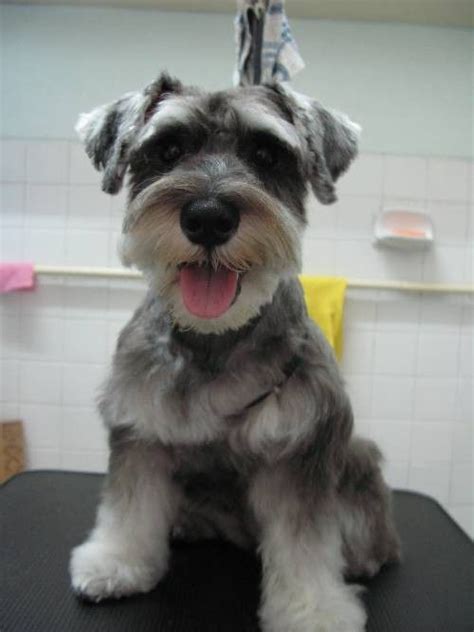 Miniature schnauzer black miniature schnauzer puppies schnauzer puppy schnauzers teacup schnauzer puppy husky teacup chihuahua schnauzer grooming dog grooming. Best 25+ Schnauzer grooming ideas on Pinterest | Miniature ...
