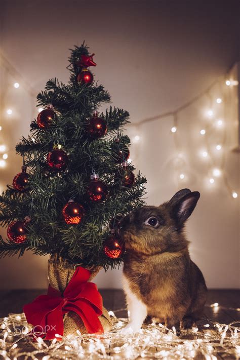 Portrait Of A Rabbit At Christmas Christmas Bunny Christmas Animals