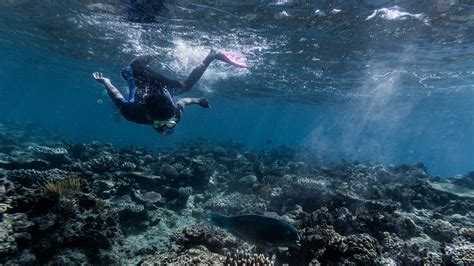 The Great Barrier Reef Has Lost Half Its Corals The New York Times