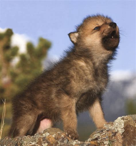 Cute Images Of Wolves Beatiful And Cute Wolf Pictures Go Images Net