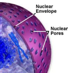 A definite nucleus is absent in prokaryotic cell. Necleus - Orgnelles of Eukaryotic cells