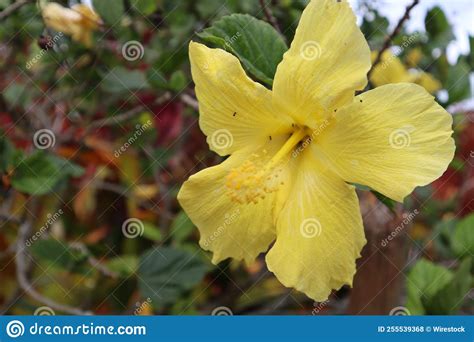 Closeup Of A Beautiful Yellow Hibiscus Flower Stock Photo Image Of