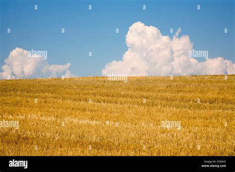 Field After Harvest And Clouds Stock Photo Alamy