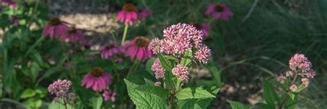 How To Create A Pollinator Habitat Pollinator Garden Mulhalls