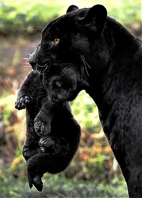 Panther With Cub X Post From Rmostbeautiful Aww