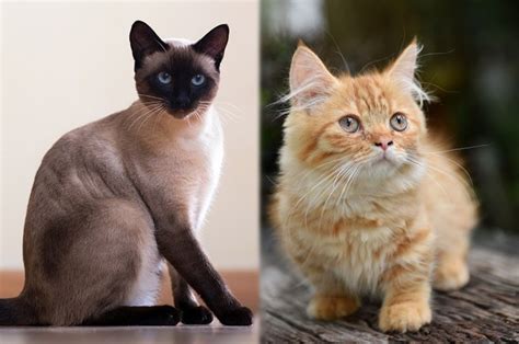 Siamese Munchkin Mix Breed Info Pictures Temperament And Traits Hepper