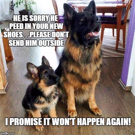 22 German Shepherd Memes That Will Make You Cry Laughing The Paws