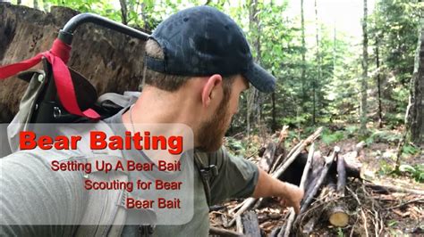 Bear Hunting Over Bait Tips On Baiting Black Bear Youtube