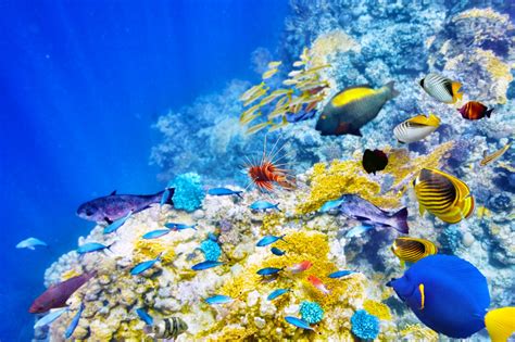 Underwater Paradise The Most Beautiful Coral Reefs Around The World