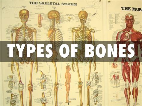 Bone Types By Jessica Alldredge