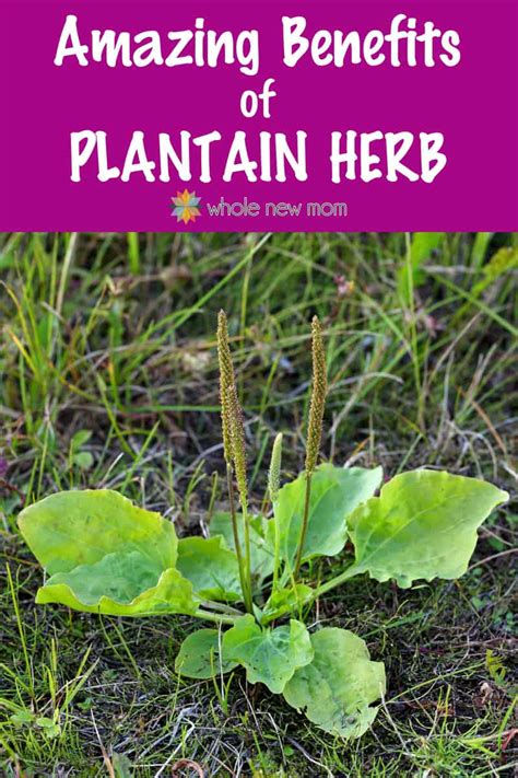 Plantain Herb Benefits And Uses From A Pesky Weed Whole New Mom