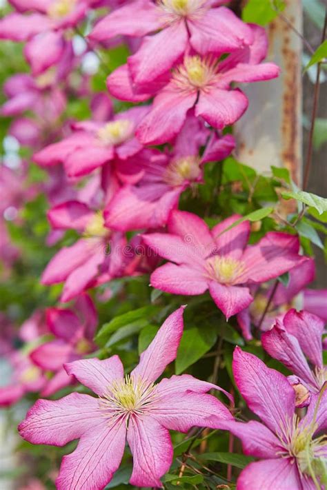 Flowering Pink Clematis Stock Image Image Of Flowering 251491359