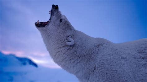 Online Crop Polar Bear Nature Animals Fangs Polar Bears Hd