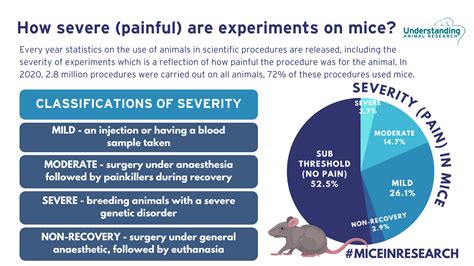 Mice In Research Statistics For Great Britain 2020 Severity
