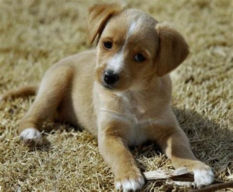 friendly jack russell terriers    heart grow  sizes daily puppy