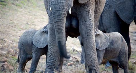 Interesting Facts About Baby Elephants Kapama Blog