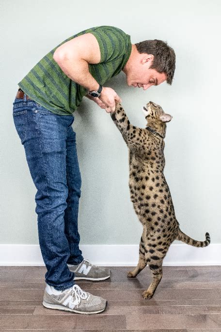 Maior Gato Do Mundo De Acordo Com O Guinness Book Tem Quase Meio