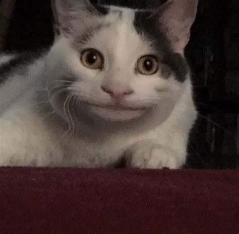 Smiling Cat Meme Kampion