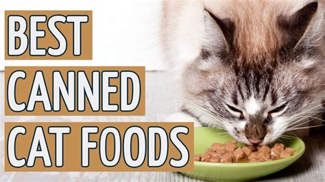 Therefore, you should do your cat and yourself a favor and help him lose the extra pounds. ⭐️ Best Canned Cat Food: TOP 11 Canned Cat Foods of 2018 ⭐ ...