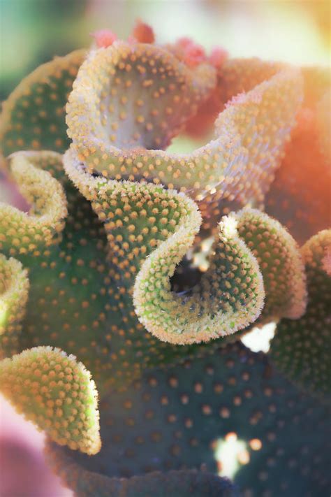In this post, you will find reasons why your cactus might be shrinking, and what your can do stop shrinking and save a most cactuses naturally love sunlight and being exposed to bright light (sometimes shaded light). The Wavy Cactus Photograph by Saija Lehtonen
