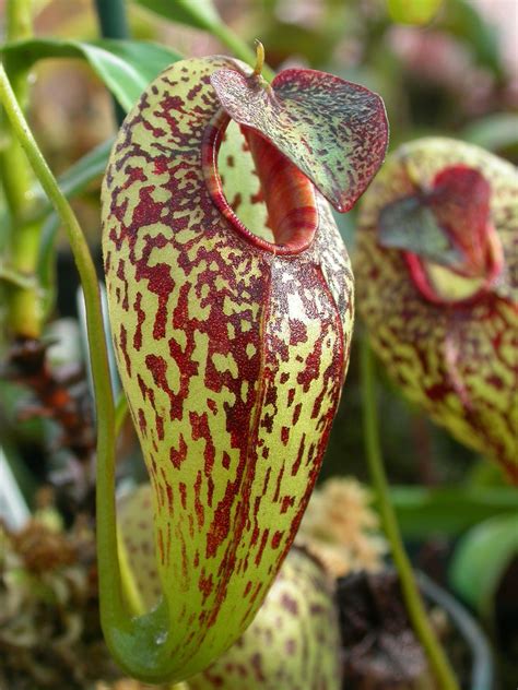 The Four Rarest Nepenthes Pitcher Plants In The World Carnivorous
