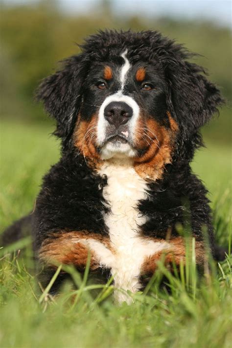 30 Best Berner Sennenhund Images On Pinterest Bernese Mountain Dogs