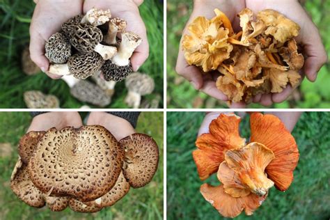 13 Edible Wild Mushrooms For Beginners