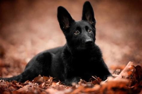 The Ultimate Breed Guide About Black German Shepherd Black German