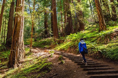 Muir Woods National Monument In San Francisco See Towering Redwoods
