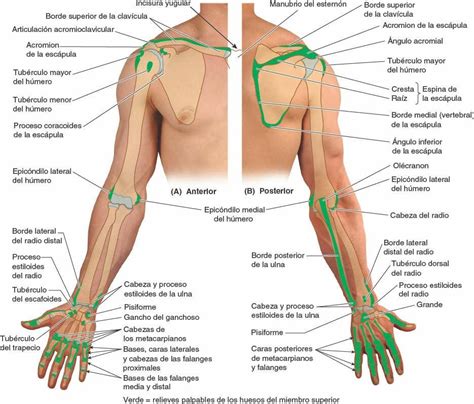 Huesos del Miembro Superior Enfermería