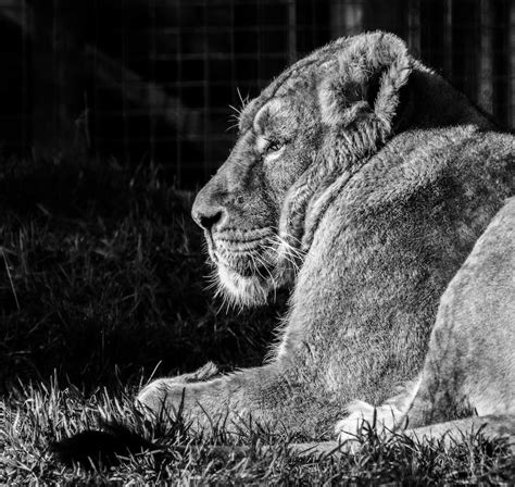 Grayscale Photo Of A Lion · Free Stock Photo