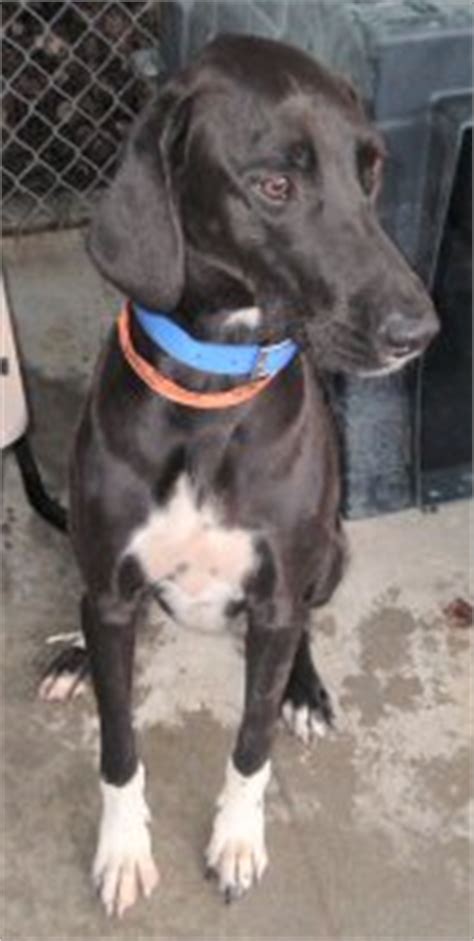 We have thirteen pups, seven females and six males. Great Dane Rescue in Ohio: Harlequin Haven Great Dane ...