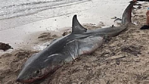 Dead Great White Shark Washes Up North Of Streaky Bay Perthnow