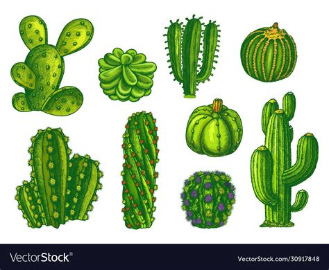 Cactus Vector Plant Vector Cactus Types Types Of Plants Cactus Art