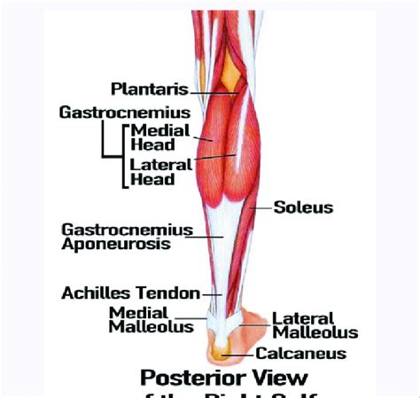 First, lets take a look at the basic anatomy of the ankle and calf to get a better idea of what is involved as you can see in the diagram above, the lower leg and ankle is a complex system of muscles, tendons, and joints. What Is The Anatomical Term For Your Calf Muscle Of The ...