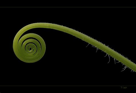 Pille, spirale, kondom und co.: spiral Foto & Bild | pflanzen, pilze & flechten ...