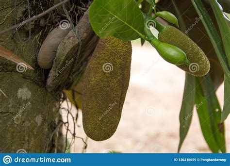Jackfruit Hanging Stock Image Image Of Jackfruit Organic 136218659