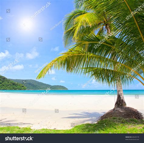 Sunny Beach And Palm Tree Stock Photo 60620170 Shutterstock