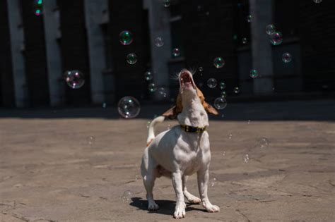 20 Dog Chasing Bubbles Stock Photos Pictures And Royalty Free Images